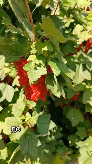 #смородина красная Ровада#сад#огород# смотреть онлайн
