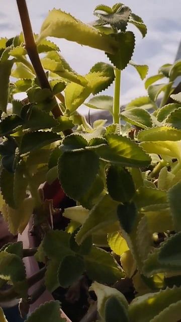 Мята комнатная смотреть онлайн