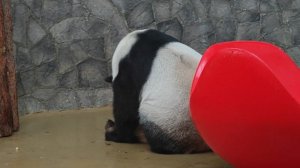 Панды Диндин и Катюша из Московского зоопарка
