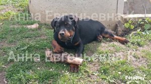 Зевс 4 месяца