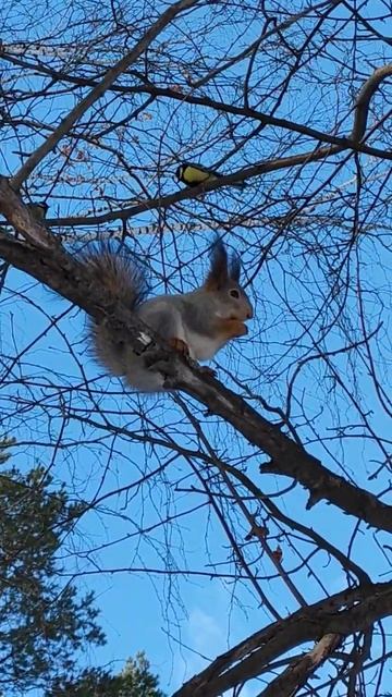 #белка #орешки #squirrel #spring #forest смотреть онлайн