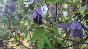 Шмель на работе