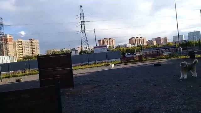 Пёс Тотоша и щеночек Рикки, немецкий шпиц, не фриц