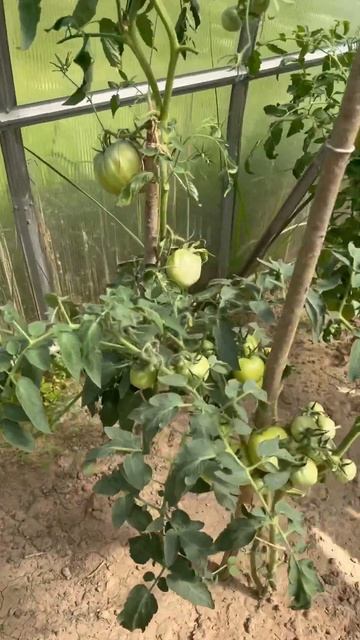 Всё заканчивается 🫢огромный😳#рекомендации #дача #об смотреть онлайн