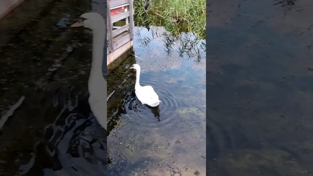 лебедь, утки и баклан смотреть онлайн