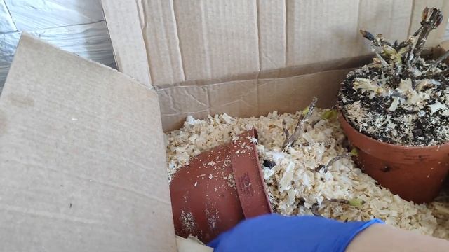 полуфабрикаты гортензии к 8 марта, результат смотреть онлайн