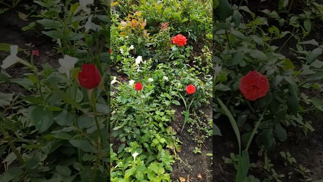 #лето #цветы #матушка #земля смотреть онлайн