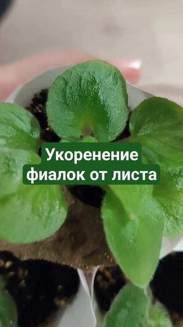 #цветы #зеленые #растения #домашниецветы #очумелыеручк смотреть онлайн