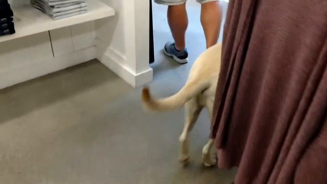 Феня в магазине в Мейне. смотреть онлайн