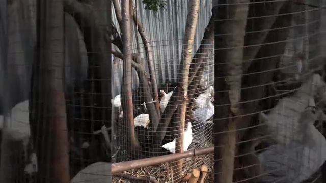 Птичий двор на зооферме Роза-Ветров смотреть онлайн