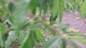 Завязались плоды персика в Омске, 12 июня 2024 года #перси