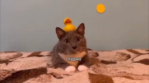 ЕСЛИ БЫ КОТИКИ ХОДИЛИ В ШКОЛУ - ЛОТКОВ И КУСЕВ НА КОНИК?