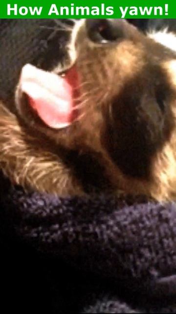 Как зевают разные Животные? The Animals Are Yawning? смотреть онлайн