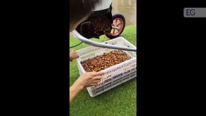 Пылесос для сбора орехов бензиновый ZG-77