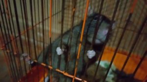 Поймали дикую крысу и посадили в клетку