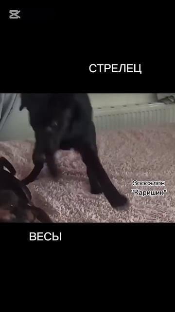 Стрелец и весы. Совместимость