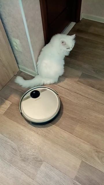 Робот пылесос хочет съесть хвост кота Мартина. смотреть онлайн