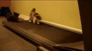 Приколы над животными