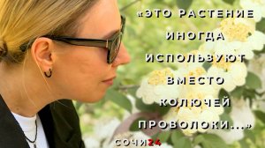 ПИК ЦВЕТЕНИЯ ВОСТОЧНЫХ ЭКЗОТОВ, ЧЕМ ОНИ ИНТЕРЕСНЫ ТУРИСТАМ?
