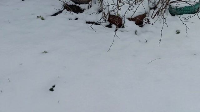 Белая весна. Апрель 2025. 07.04.2025 смотреть онлайн