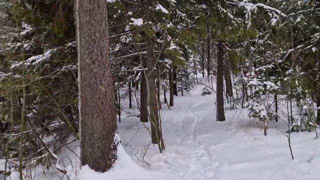 Зимняя грибалка в Подмосковье. Грибочки есть! Смотрет?