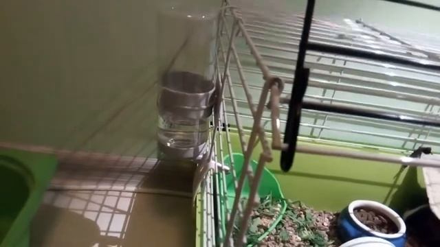 Моя морская свинка. смотреть онлайн