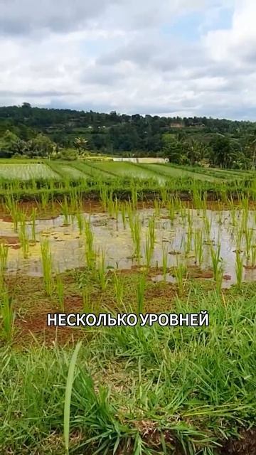 Еда за копейки на Бали #фудблог #Бали #путешествия смотреть онлайн