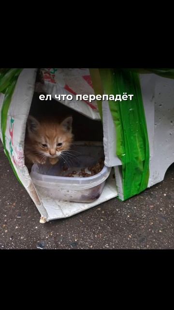 Котик долго искал дом💔💔🐈 #cat #веселыекоты #shortvideo #ко? смотреть онлайн