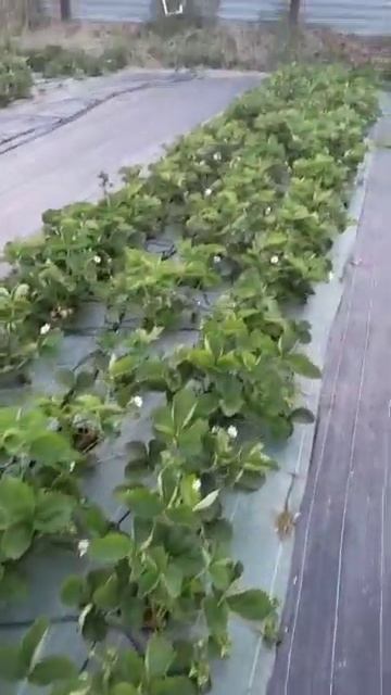 Заказать рассаду сорта клубники*Александра* на лето 202 смотреть онлайн