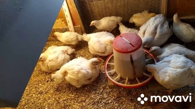 Вес бройлеров в 1месяц🐔🐥