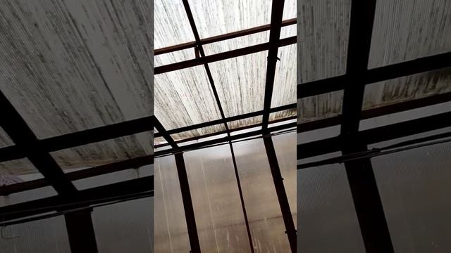 Караул!!!Теплица просит помощи!)#природа #поликарбонат смотреть онлайн