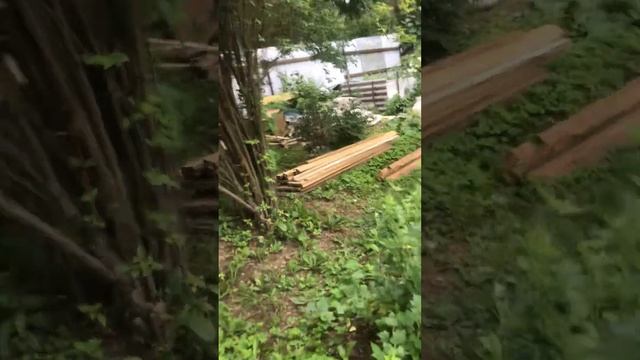 Показываю свой огород, ассортимент картофеля смотреть онлайн