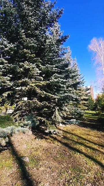 Здесь лапы у елей дрожат на весу...🌄🌲🌿🌲🌿🌳 #хорош смотреть онлайн