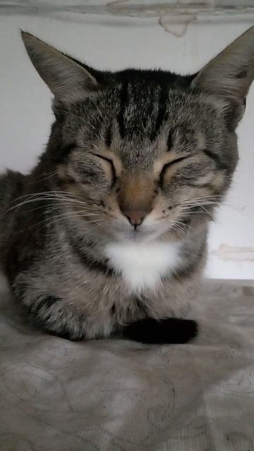 Кот забрался повыше над холодильником смотреть онлайн