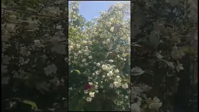 краснодарская погода #automobile #дальнобой #топ #funny #весна смотреть онлайн