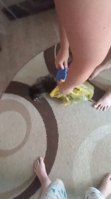 взвесил свою кошку с помощью специальных весов и паке? смотреть онлайн