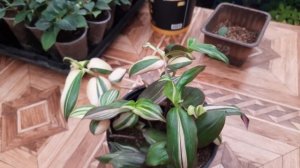 традесканция Дисколор Мультиколор