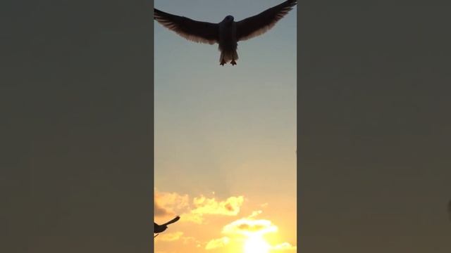 ТАК ХОЧЕТСЯ ЖИТЬ ❤️. #love ,#funny #good смотреть онлайн