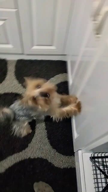 Арник хочет достать мячик😂👍#shorts смотреть онлайн