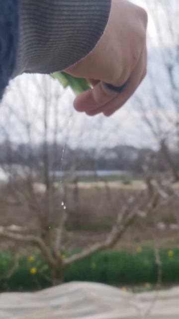 Сбор нарциссов в Крыму #8марта #крым #садовод #флористи? смотреть онлайн