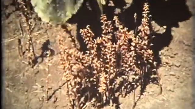 Селекция растений. Киевнаучфильм, 1975г . смотреть онлайн