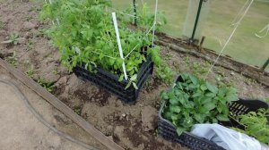 Влог-Увез кота Барса на огород, небольшое путешествие обратно.