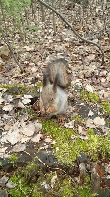 Кто пошустрее, тому и орешки #белки#squirrels#shorts смотреть онлайн