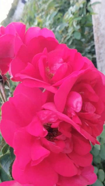 роза Гефальт с мая цветет без перерыва и еще много бут? смотреть онлайн