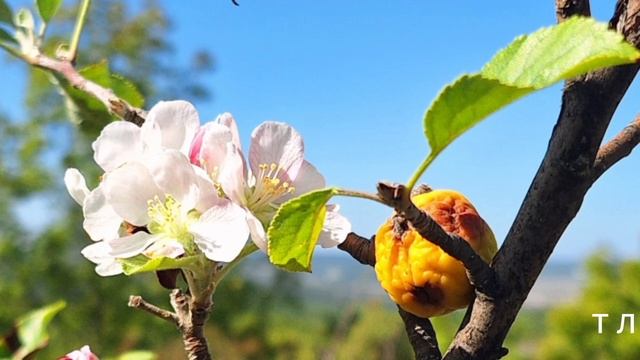 Монастырь ЧЕЛТЕР- КОБА, крепость СЮЙРЕНЬ, гора УТЮГ КРЫМ смотреть онлайн