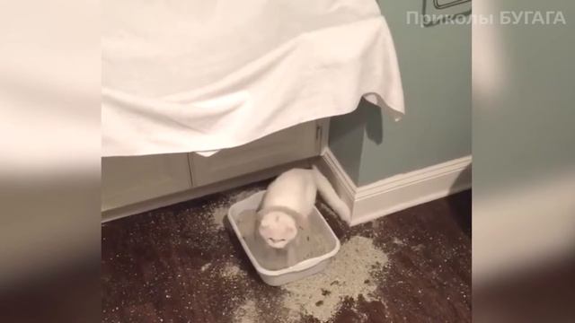 Приколы с кошками 2016 лучшие. Приколы про котов! смотреть онлайн