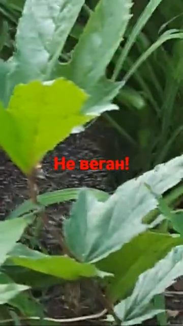 от грибов отказался смотреть онлайн