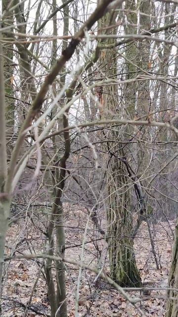 #Белка 🐿️ в Зимнем Лесу 🌲 - Дикие #Животные и Живая #П? смотреть онлайн