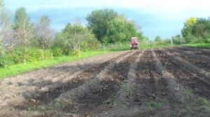 копка картошки 2024