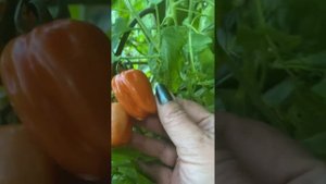 Редетто. F2. Безрассадный. Всходы 15 мая. Оикрытый грунт.